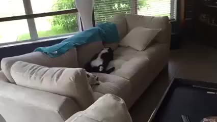 Fat tuxedo cat Gary sleeping like a human