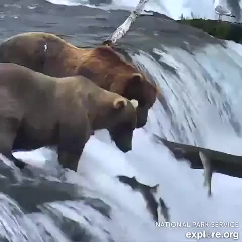 Just two bears casually fishing the lip and respecting each other's hierarchies.
