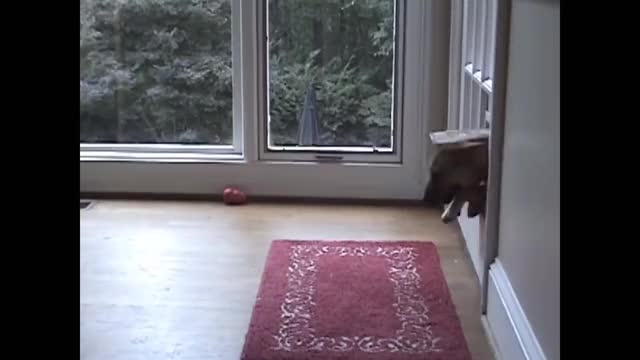 Dog trying really hard