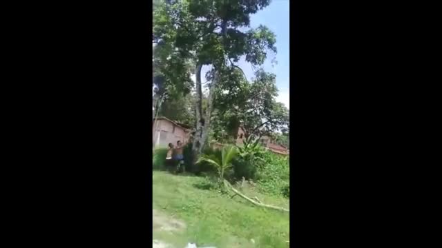 GIANT TREE FALL