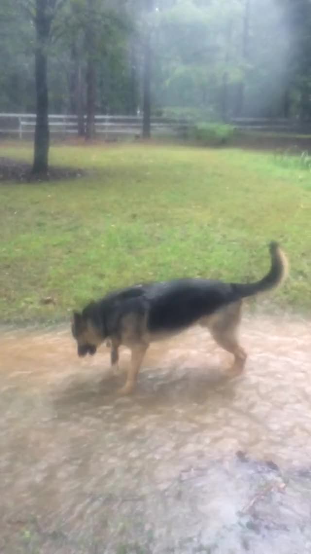 Flood Zoomies