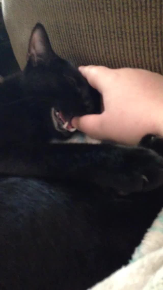 He fell asleep biting my thumb while I rubbed his head