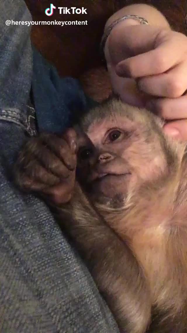 Maybe I might love you ? #aww #cute #love #monkey #pet #awh #precious #adorbs #viral