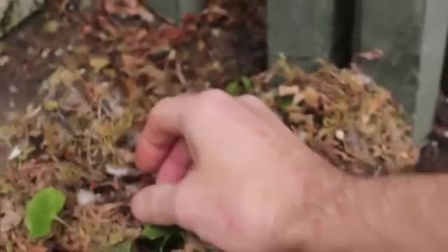 Fallen nest with an egg