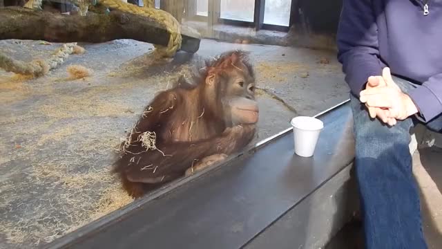 Monkey Sees A Magic Trick