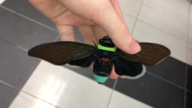 Tacua speciosa ( Giant Colorful Cicada )