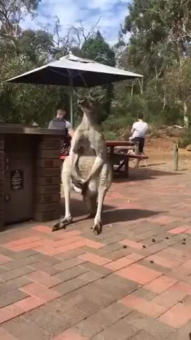 Kangaroo Plays With His Balls