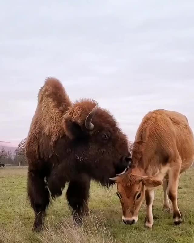 Even if she isn't their biological mother, Helen sees herself as a mother to all