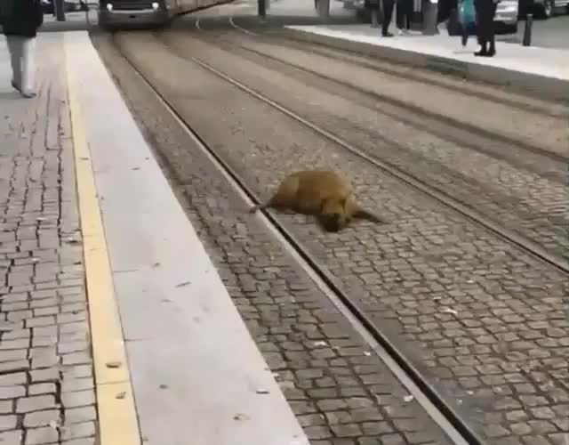 Dog and Tram