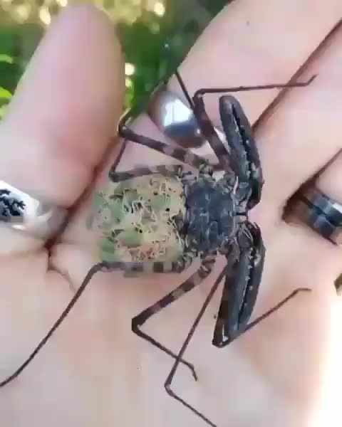 Momma whip spider with her babies