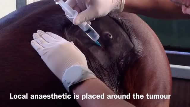 Removing a horse's tumor