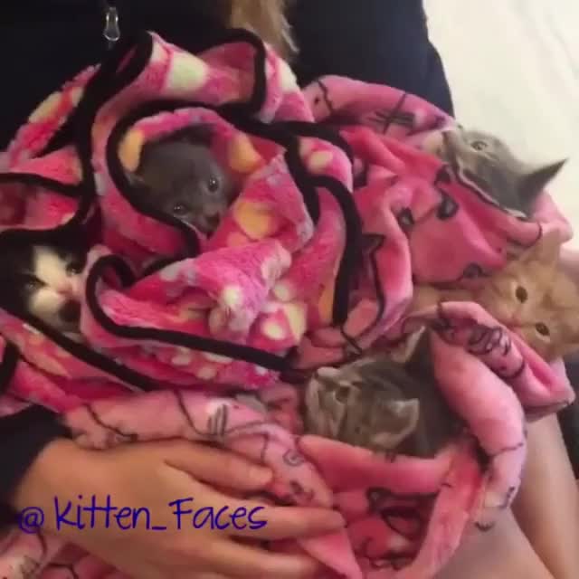 Who needs a blanket of kittens ?