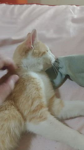 Kitten Kitty Snuggle gif
