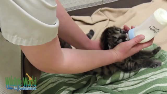 Mountain Lion Cubs Born at Wildlife World Zoo, Aquarium & Safari Park!