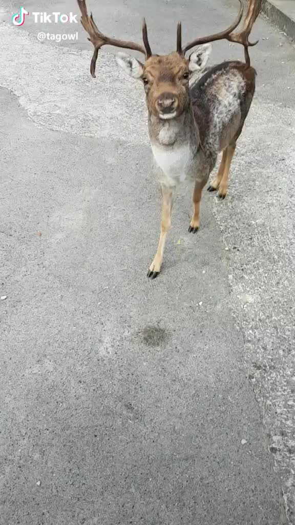 A friendly Deer?? #italу  #animal  #loveanimal #aww #pov #animallover #nature #naturelove