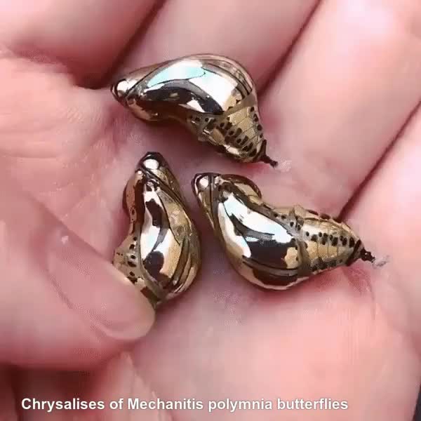 Chrysalises of Mechanitis polymnia butterflies