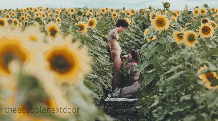 Have you ever fucked in a Sunflower field?🌻