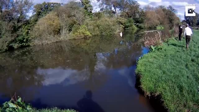 Swan Is Freed From Fishing Line By Rescuers