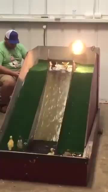 Ducks - Duckling slide ?