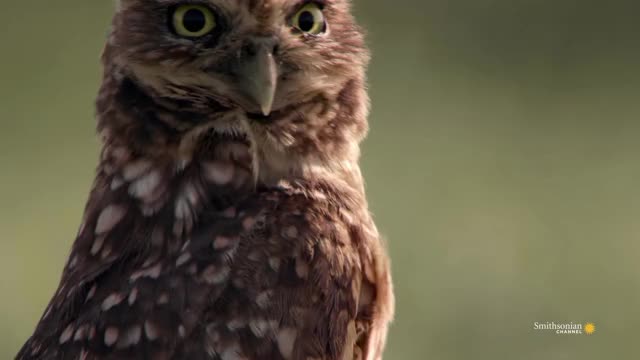 Burrowing Owl