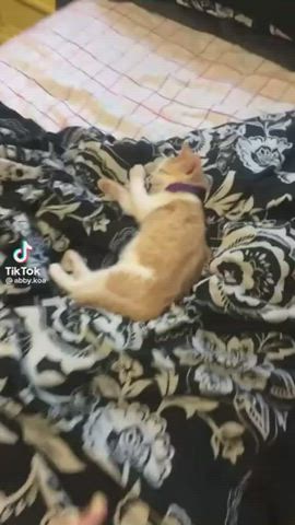 cute kitty snuggle gif