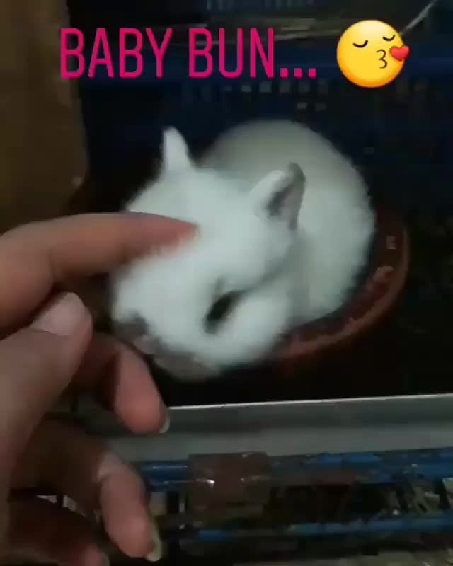 Baby netherland dwarf ???? . Stay healthy always little one ? .