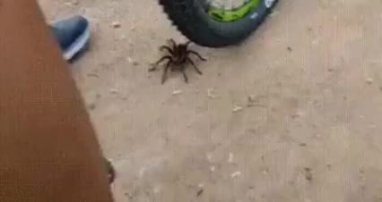 Look at that spider