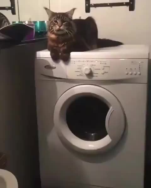 laundry kitty