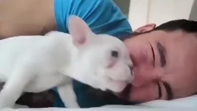 Puppy Licks Owner Awake