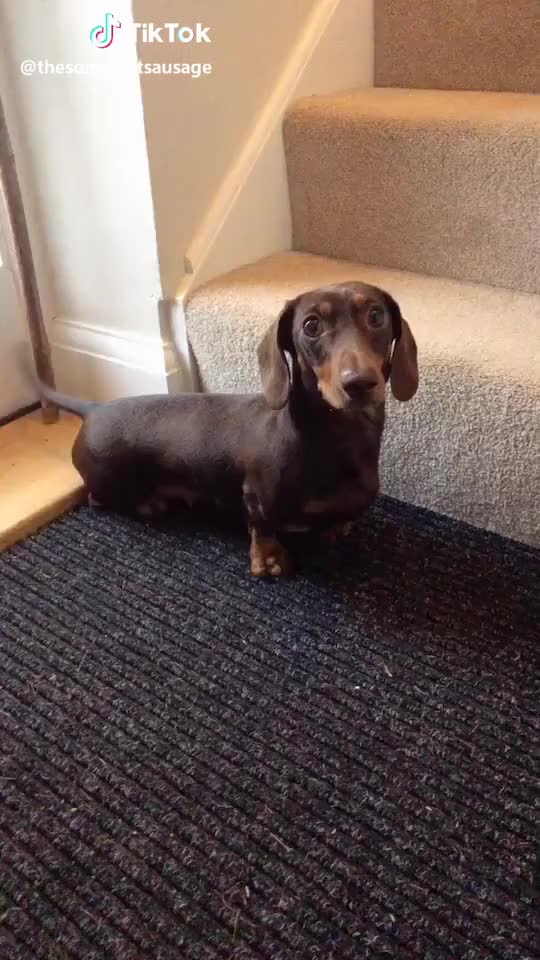 Oh yas I think i nailed the #stairshuffle #challenge #shuffle #sausagedog #dog #foryou