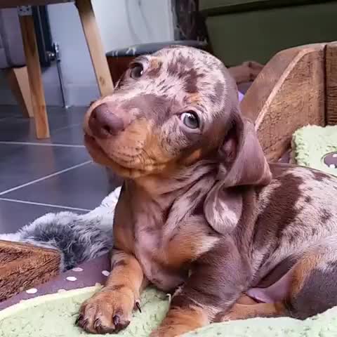 We haven't shared this one for a while so here it is....Reggie's cutest puppy head-tilt