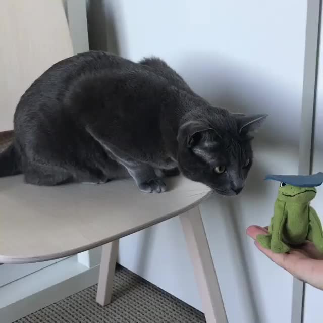 Ninja kitty training