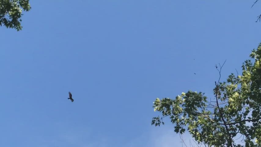 My 80+ yr old neighbors trying THC Vape for the 1st time. Bald Eagle too!