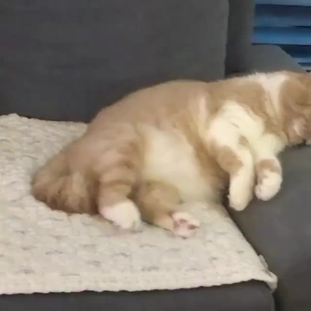 Kitty having a bad dream. ?