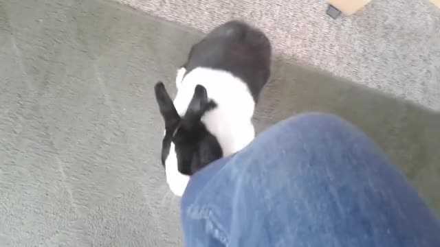 Bunny hugs my Leg ? lol