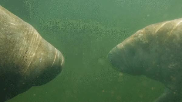 Manatees