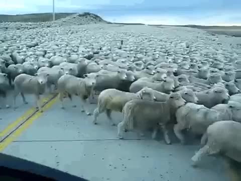 Sheep.. and more sheep