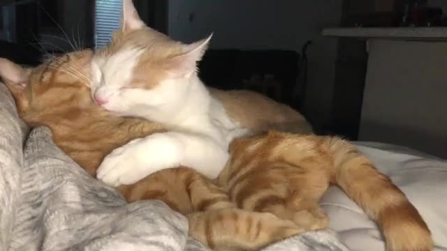 My girlfriend and I introduced our cats recently ♥️♥️♥️
