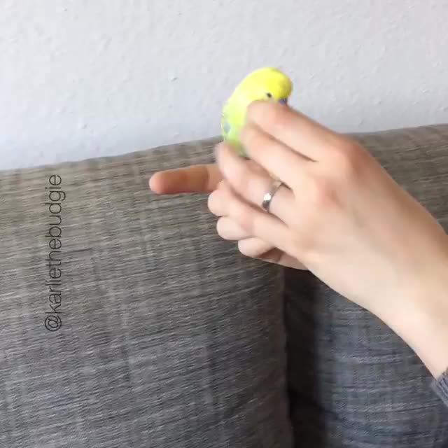 birb