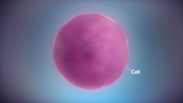 RNA e Suas Funções Português