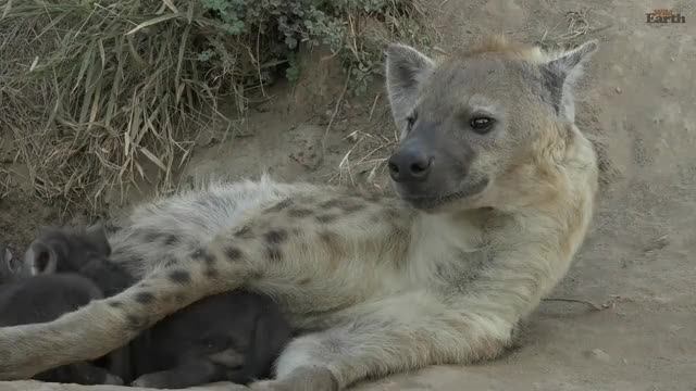 hyena cub playing on his mom's head and being cute