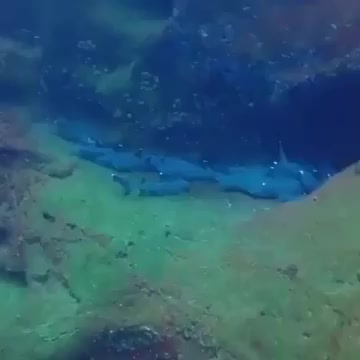 Filming sleeping sharks