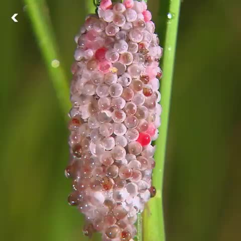 Did you know that snails hatch in large clutches like these? They will crawl down