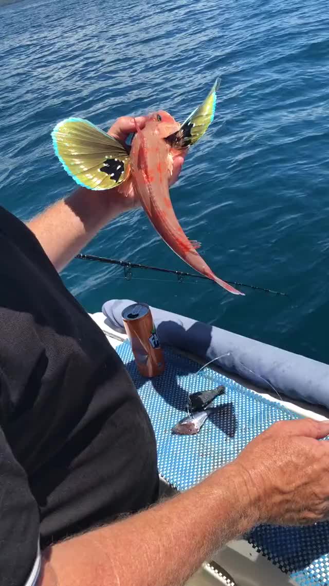 Is this a butterflyfish? Gorgeous! 