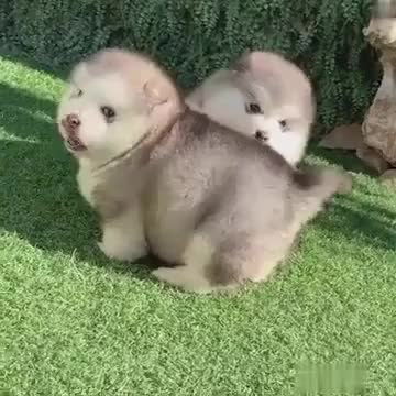 Super fluffy bouncy potatoes