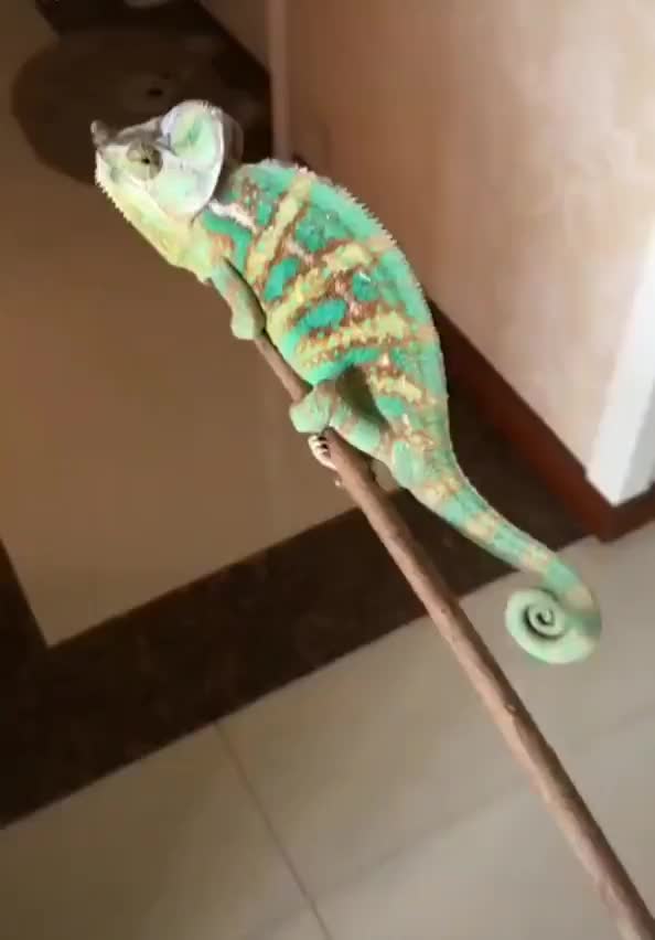 Using your chameleon to get rid of bathroom flies