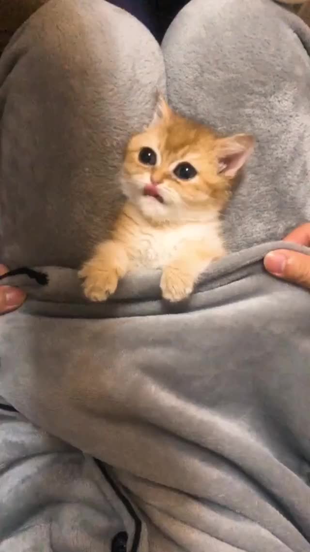 Aww, so cute this kitten!