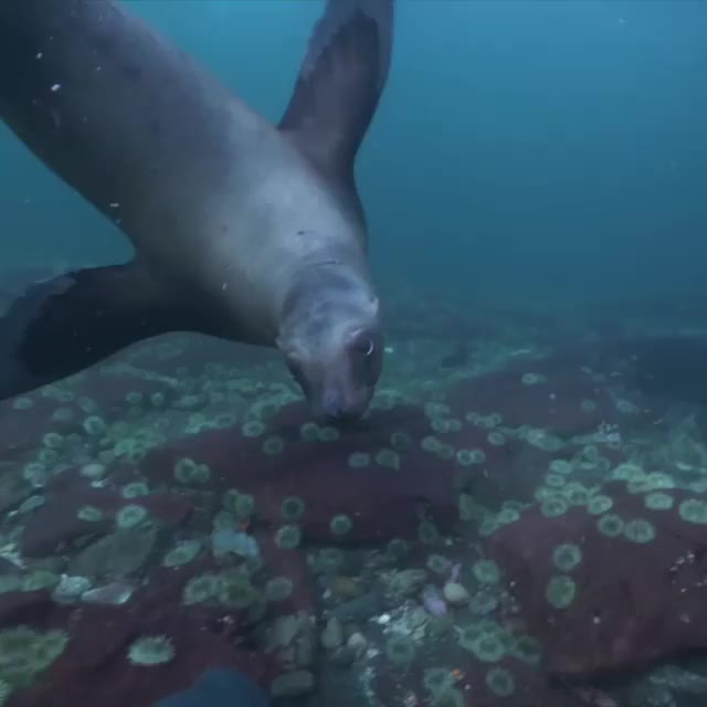 Sea lion investigating a scuba diver’s camera