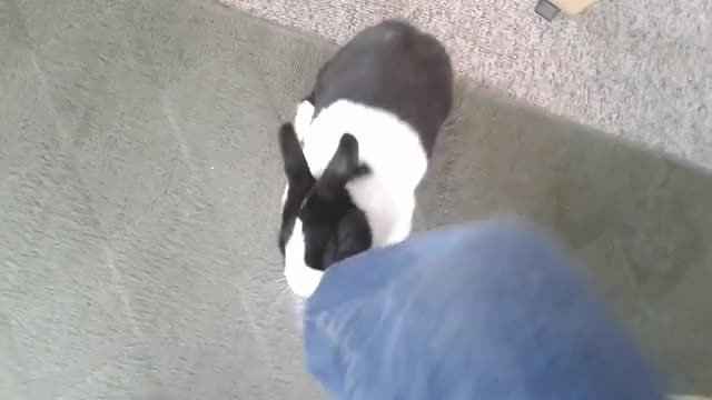 Bunny hugs my Leg ? lol
