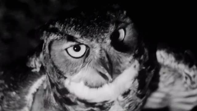 Dementia-13-1963-00-47-22-owl